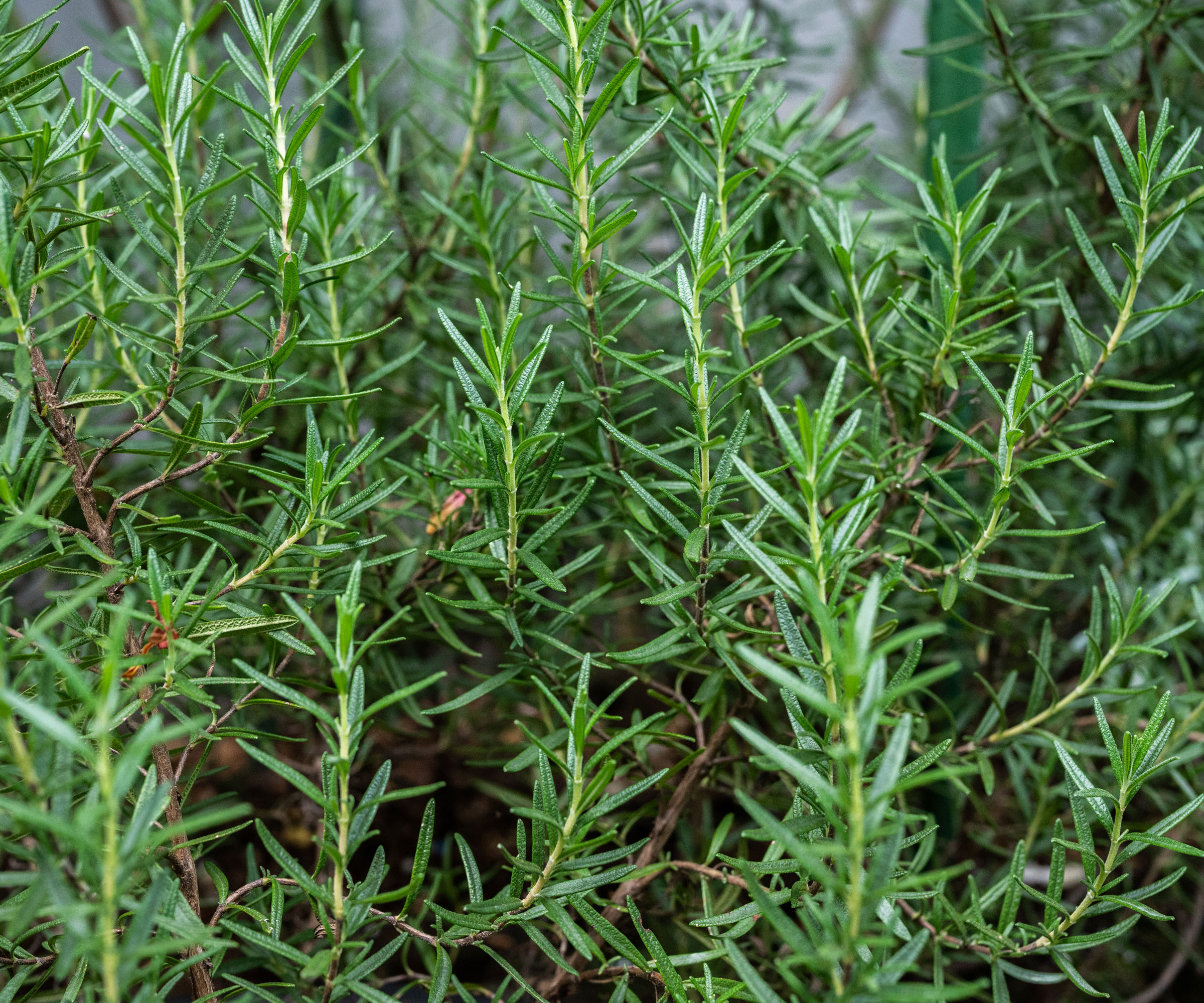 healthy rosemary plant with green leaves