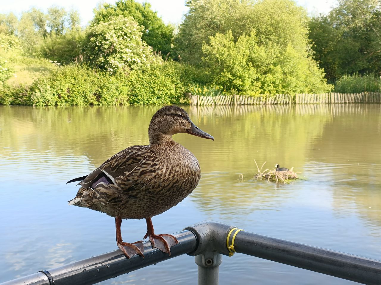 An Oppo Find X5 Lite camera sample