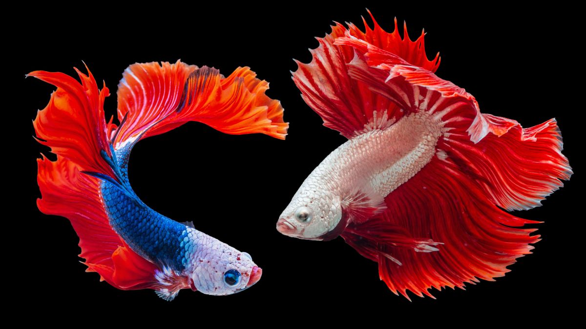 Red Tropical Fish