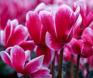 cyclamen plants with bright pink flowers