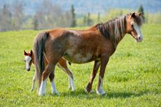 Welsh Pony Mare with few week old Foal at spring pasture