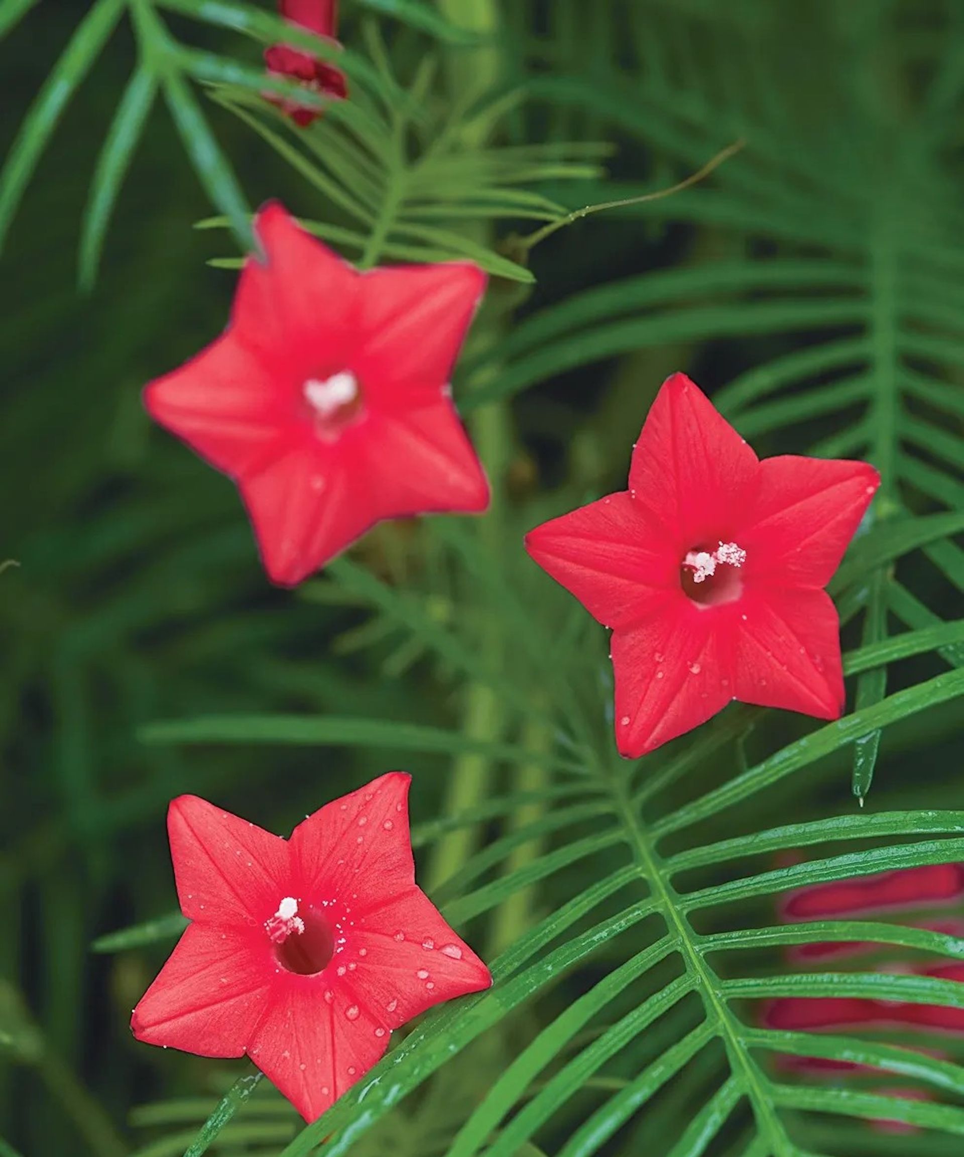 Cypress vine, with red star-like flowers in summer