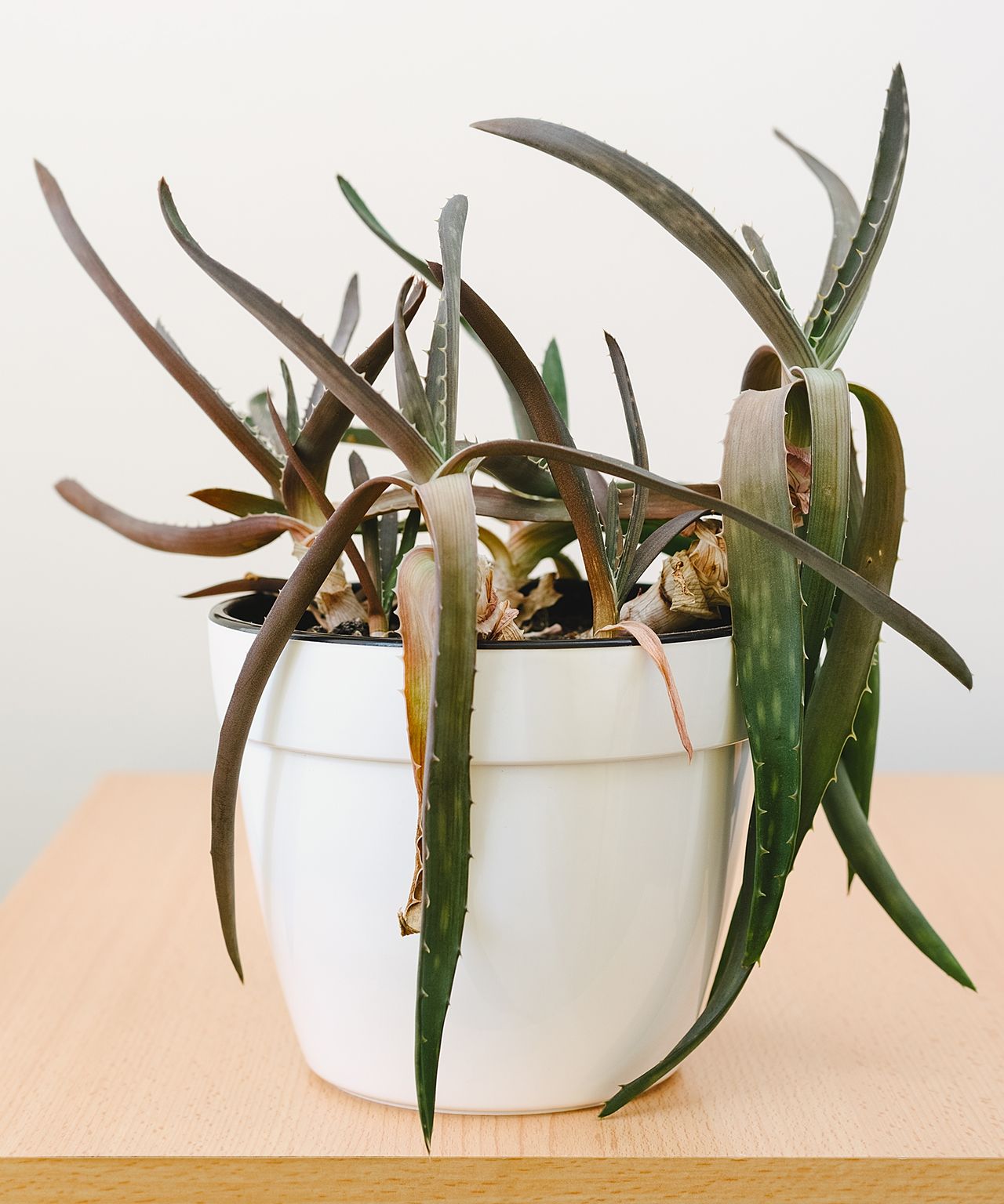 Aloe Plant Drooping 7 Common Causes & How To Fix Them Gardening Know How