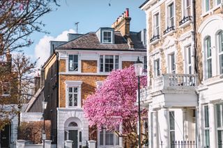 Pink Magnolia Blossoms Adorn London's Streets in Spring