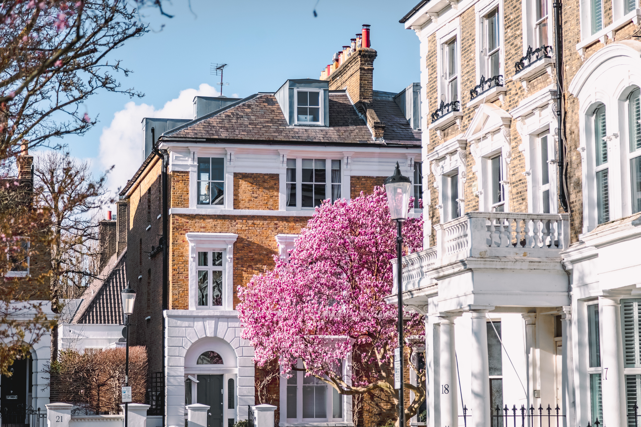 Pink Magnolia Blossoms Adorn London's Streets in Spring