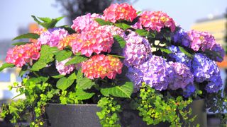 A large pot filled with hydrangeas