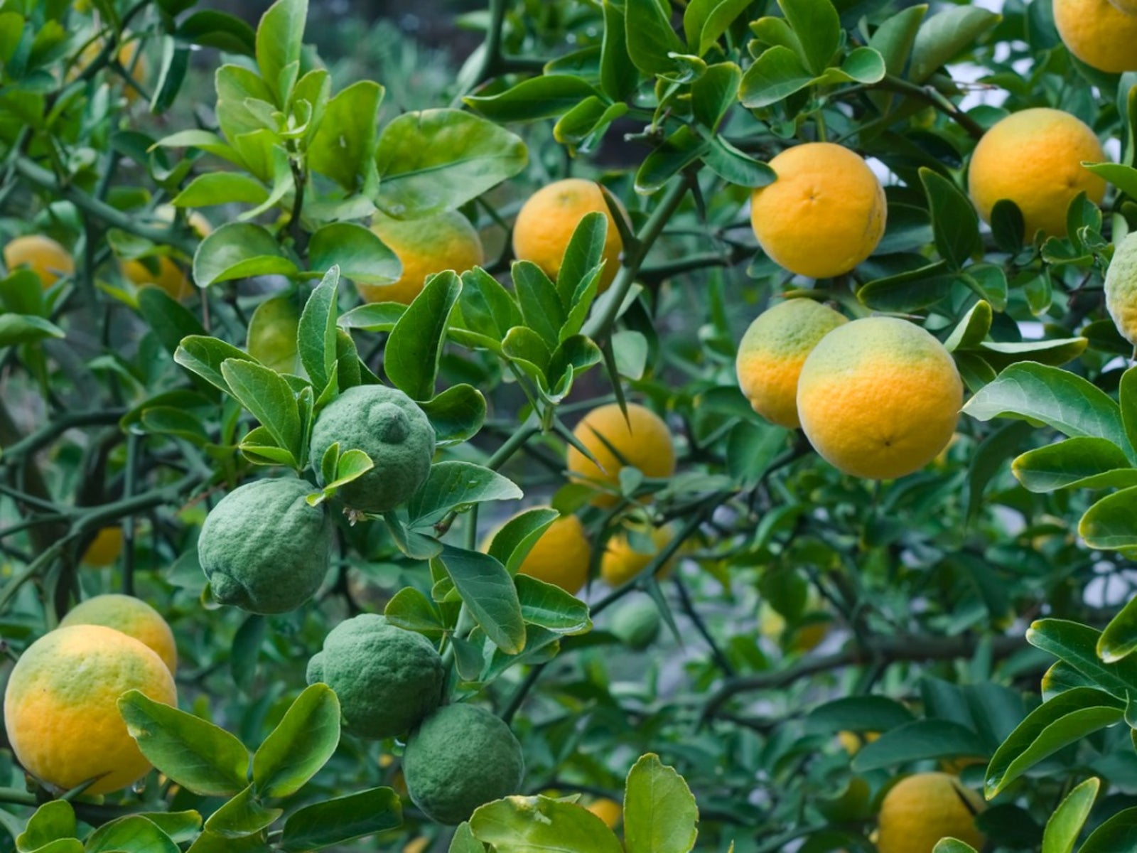 | Orange Dragon Orange Edible Gardening Flying How Bitter Trifoliate Is - Know