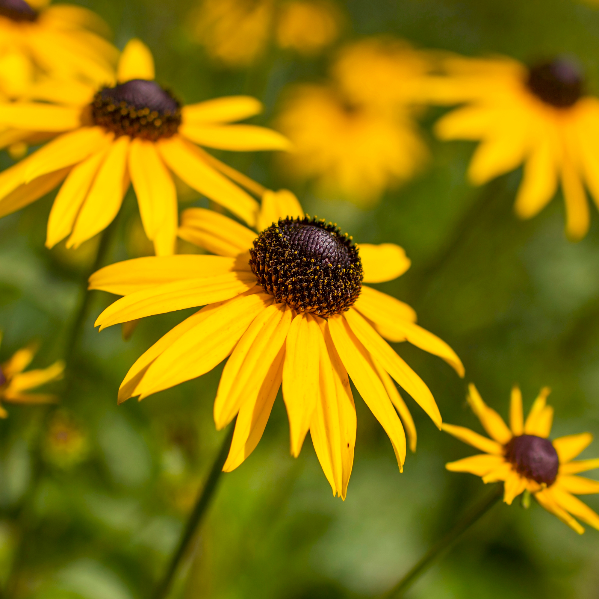 Flowers - black-eyed susan Rudbeckia fulgida or Goldsturm in full bloom in the garden