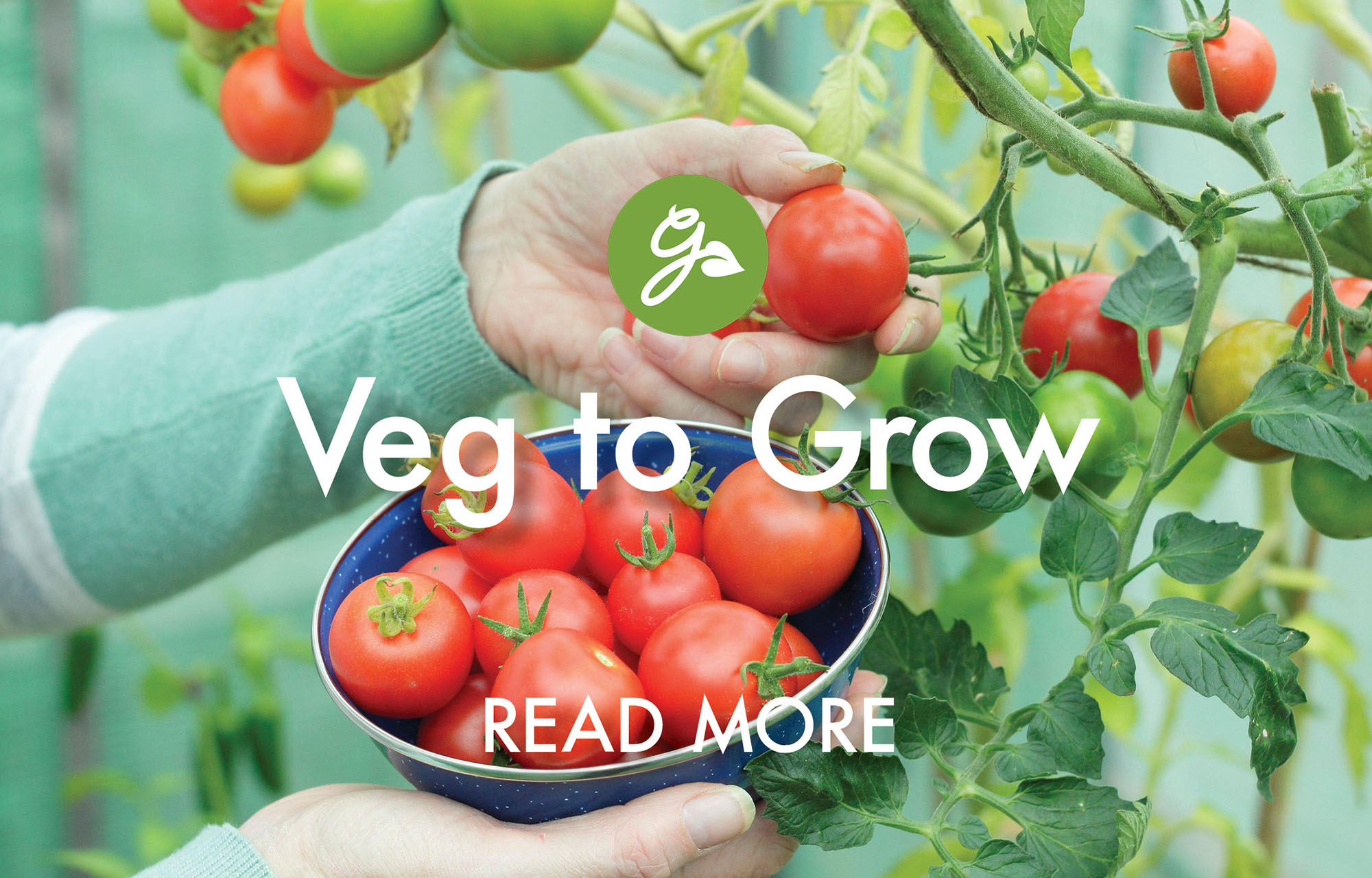 Read more about vegetables to grow in May. Image shows gardener picking tomatoes
