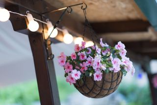 A pink impatiens flower in a small hanging basket under a pergola with string lights