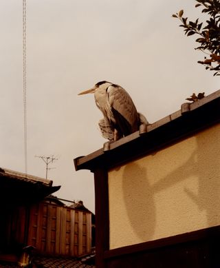Bird sitting on rooftop, from SIGNS, by Lucie Rox