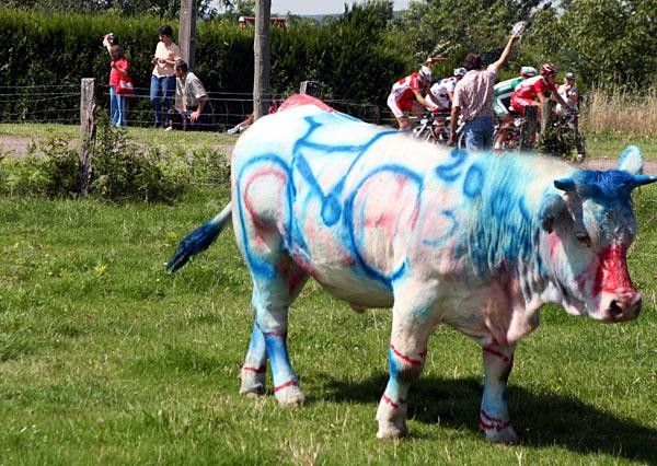 French bulls are big Tour de France fans, at least in July every year.