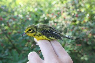 A prairie warbler is examined during bird-banding research at the Albany Pine Bush Preserve.