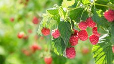 raspberries growing