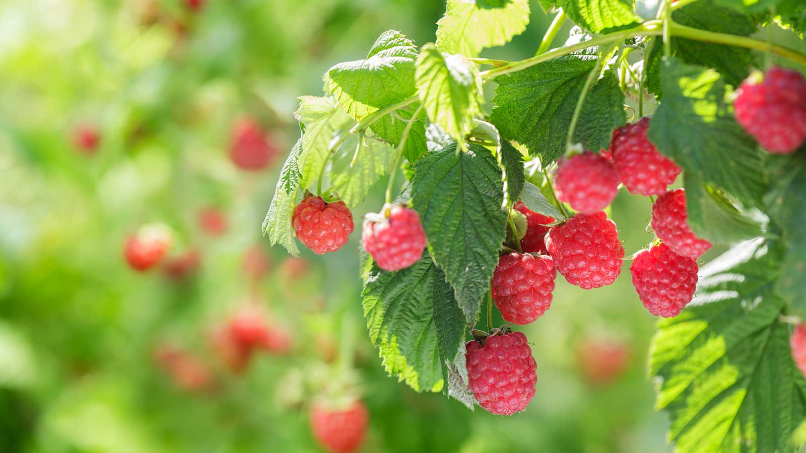 raspberries growing