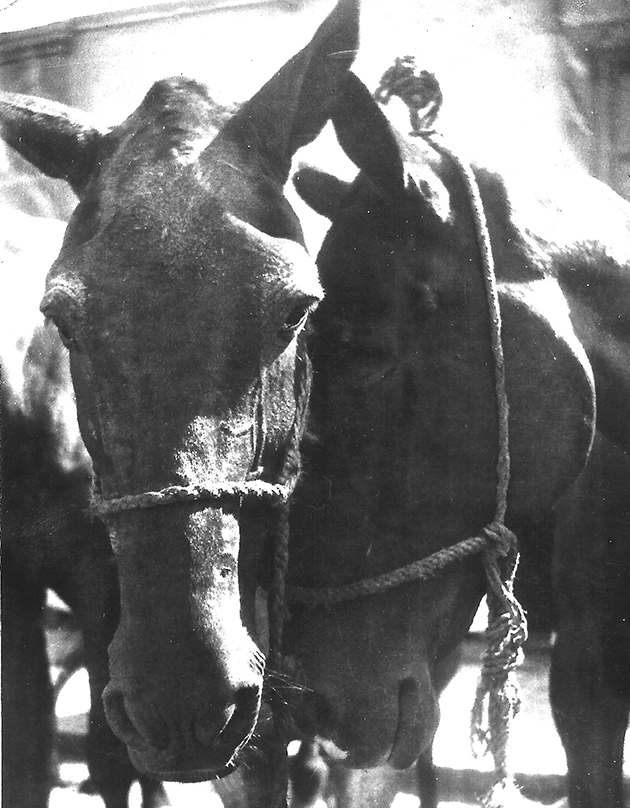 - from same cab- Dad&amp;rsquo;s Egypt &amp;rsquo;30/'31 phot album