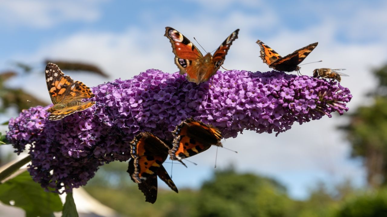 The best hedges for pollinators offer food and protection all year round