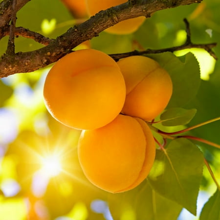 Brighter Blooms - Blenheim Apricot Tree, 5-6 Ft. - No Shipping to Ar,az,id,la,or