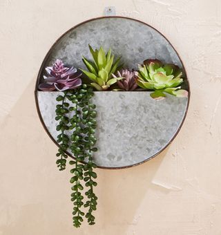 succulent plant hanging planter on pink wall