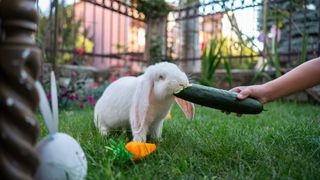 rabbit eating cucumber from hand