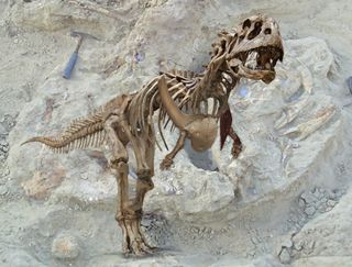 Carnivorous dinosaur with small, stumpy arms.