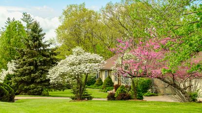 Blooming trees in a large backyard in spring