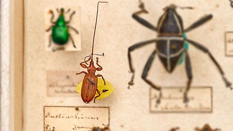 which-animal-has-the-largest-head-live-science