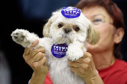 A dog decorated in Trump stickers.