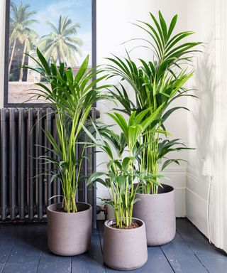 kentia palm (parlour palm) standing in fireplace in living room