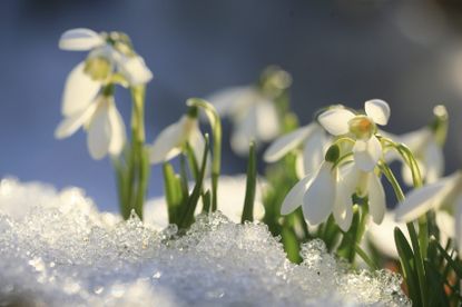 Winter Blooming Plants Covered In Snow