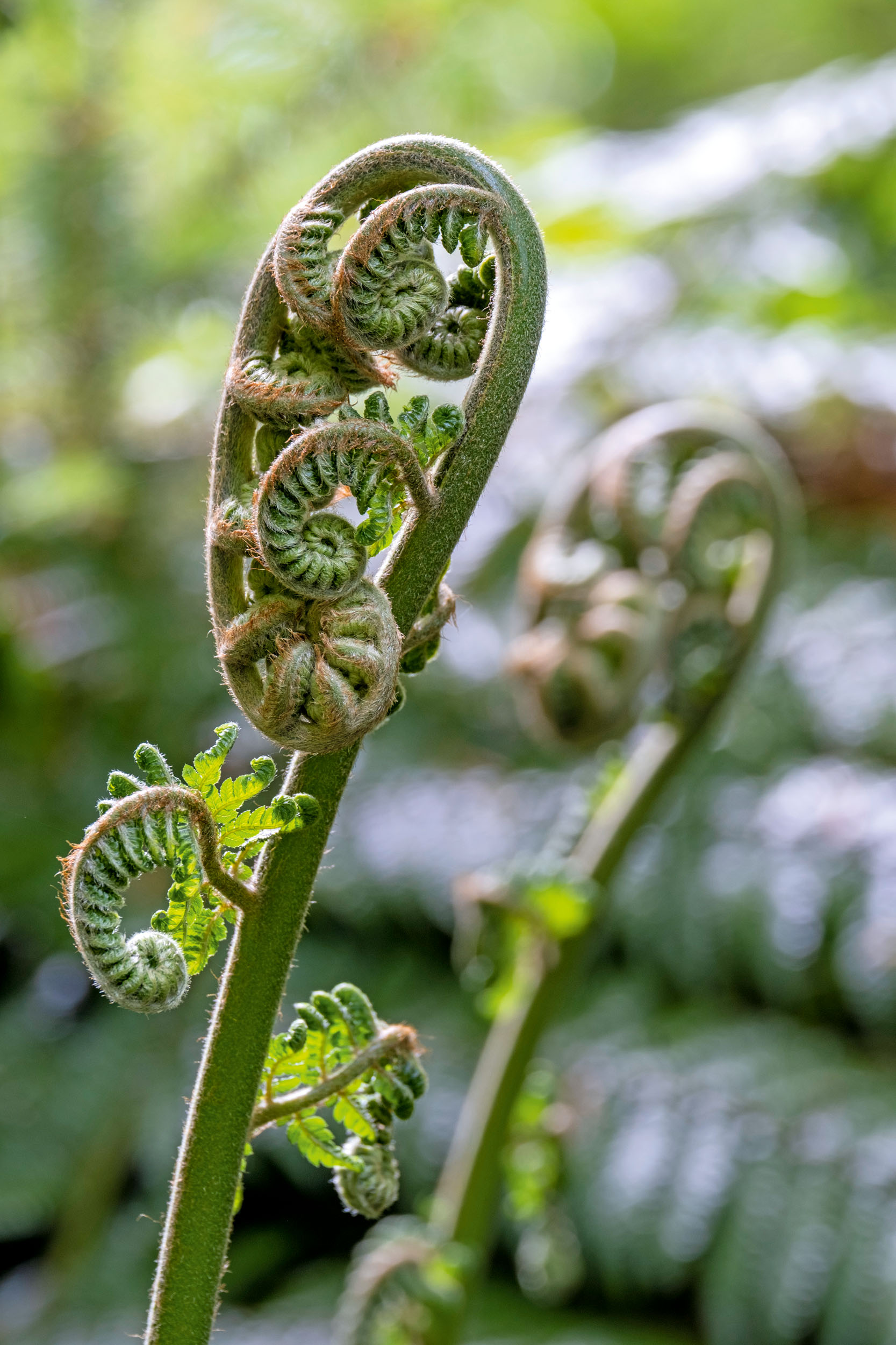 The fernery at Canonteign Falls, Devon, as seen in Country Life in April 2026