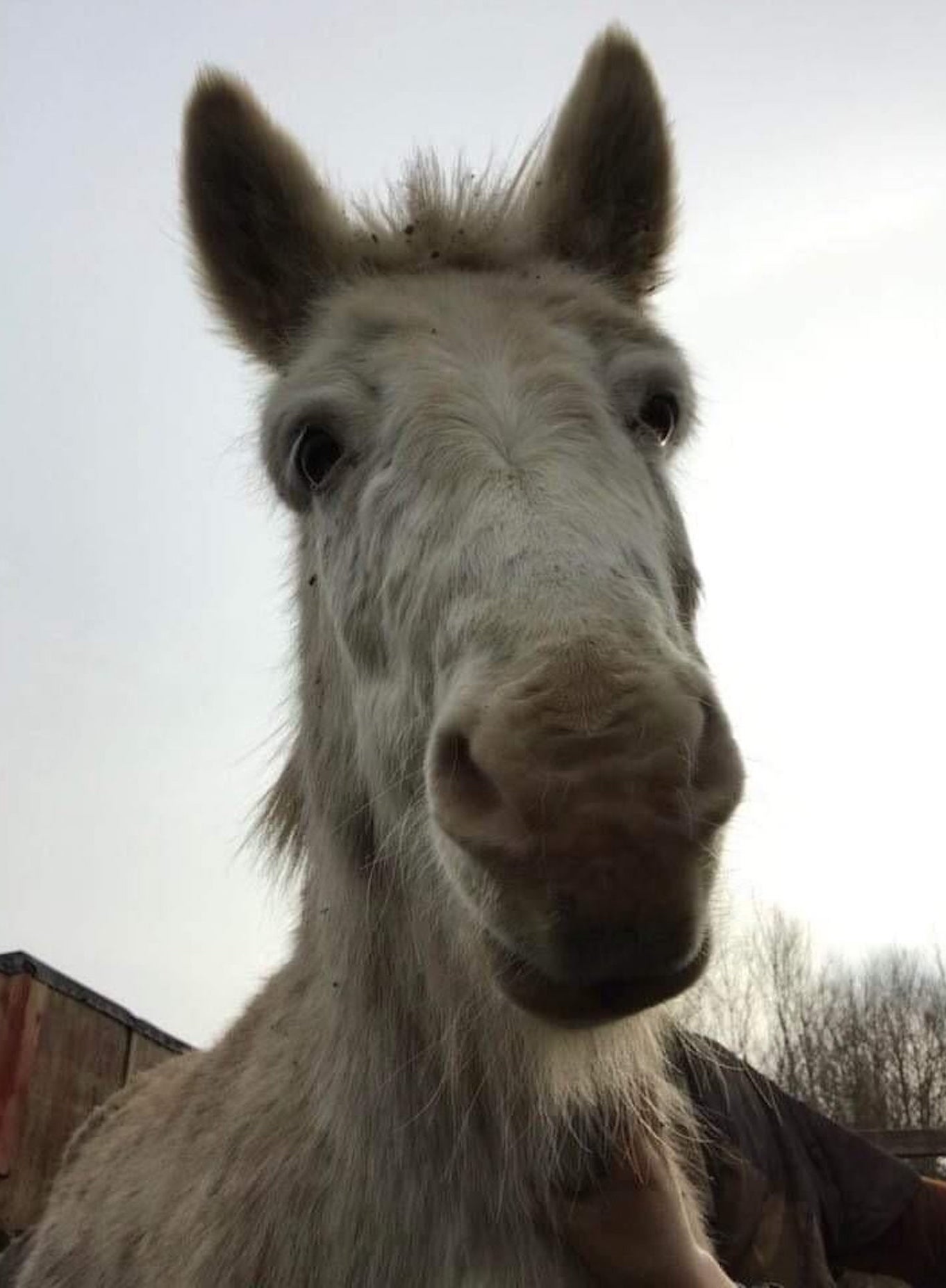 mule