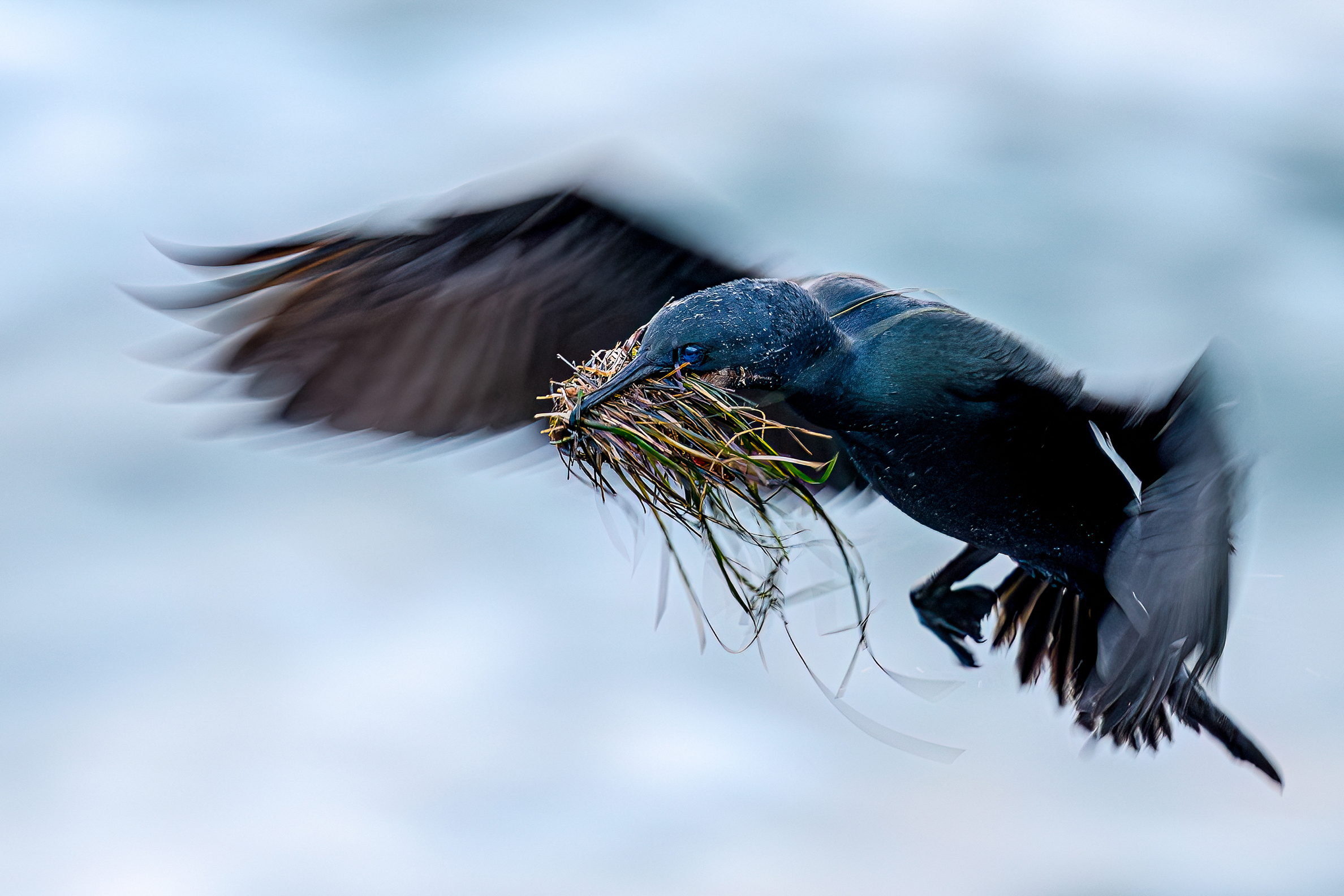 A glossy dark bird flies through a pale blue sky, carrying twigs, grass, and plant fibers in its beak to build a nest