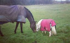 Scrumpy and friend at Lauren Shannon's yard
