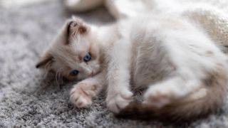 Ragdoll kitten