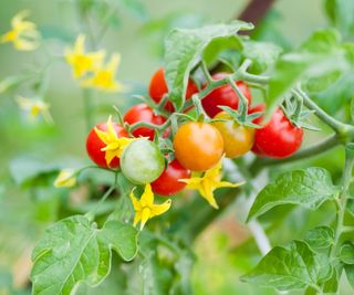 Tomatoes and tomato flowers on a plant