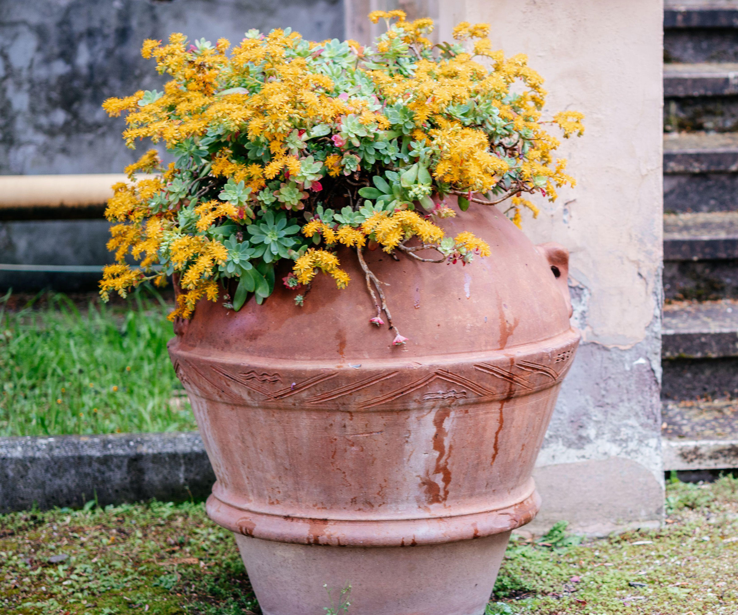 sedum palmeri flowering in terracotta container