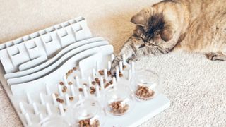 Cat using puzzle feeder