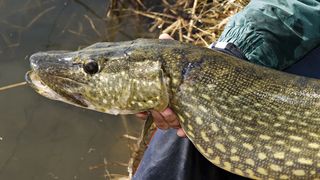 How to catch pike in spring - a freshly caught pike