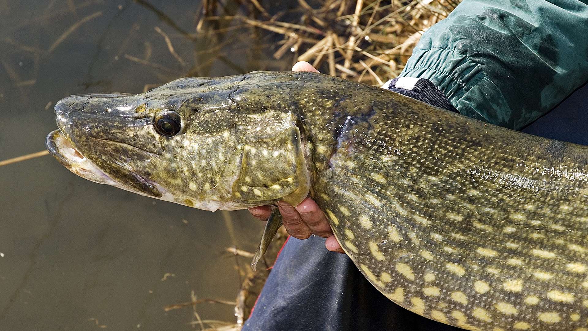How to catch pike in spring: top tips for catching out of season