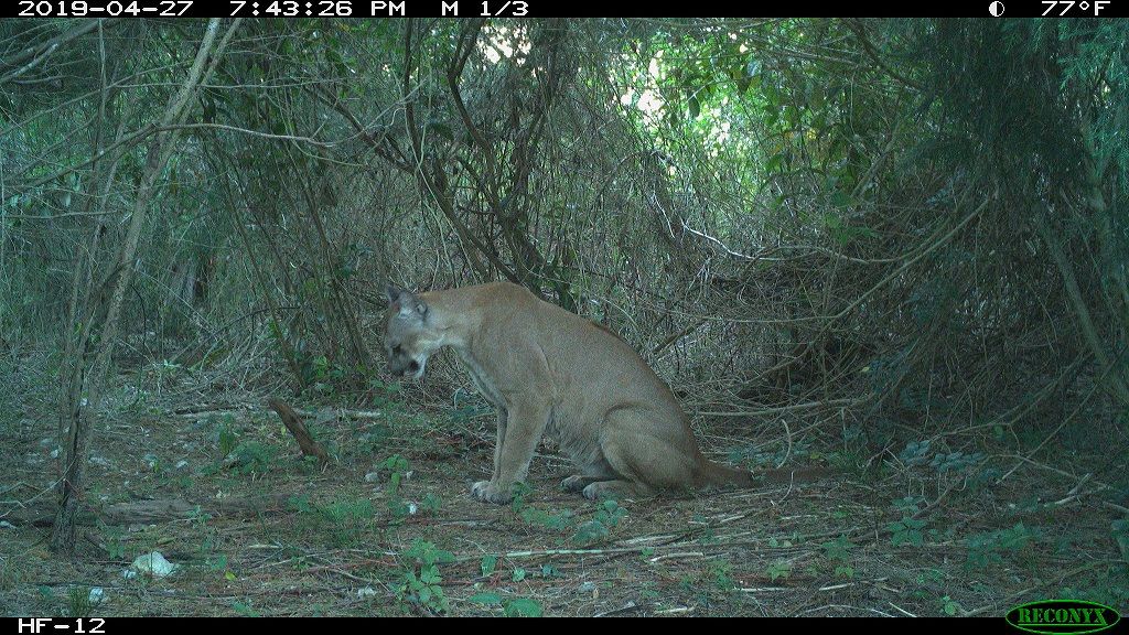 Florida conservationists need your help classifying 6 million acres worth of wildlife trail cam images