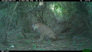 Panther in wild. 