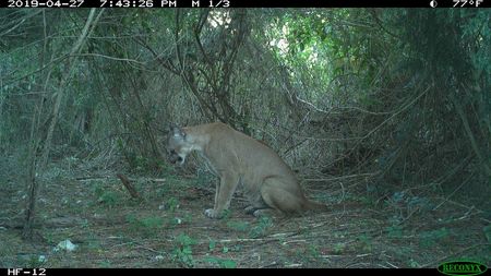 Panther in wild. 