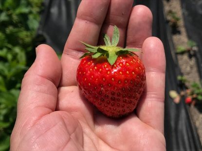 Allstar Strawberry Facts - Learn How To Grow Allstar Strawberry Plants