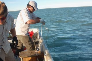 Juan Martín Cuevas testing a longline for sharks in Bahía San Blás MPA.