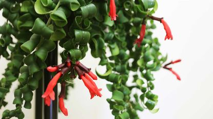 close-up of flowering twisted lipstick plant