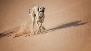 a sloughi races across a sandy desert