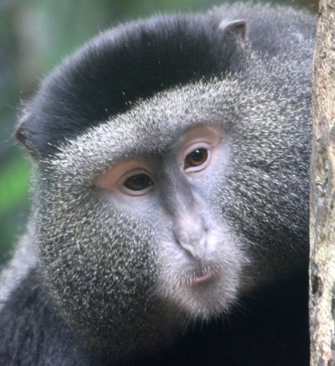 Photos: Adorable and Amazing Guenon Monkey Faces | Live Science