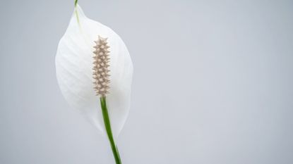 A peace lily flower