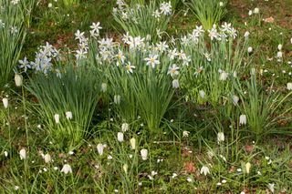 narcissi in a spring garden